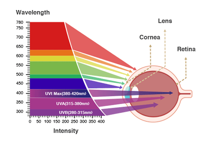 How does blue light damage your eyes?