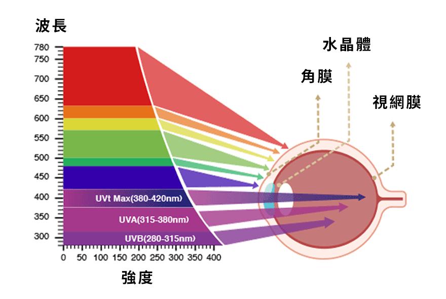 藍光如何傷害您的眼睛？